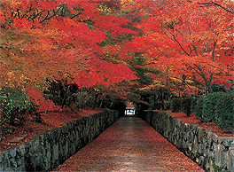琴阪兩側蜿蜒而上的紅葉