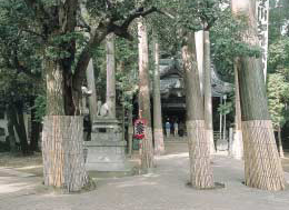 O edifício Oku-no-in, onde as cerimôminas Shinto são realizadas em tempos de festival, localiza-se num denso grupo de árvores no interior do complexo do templo.